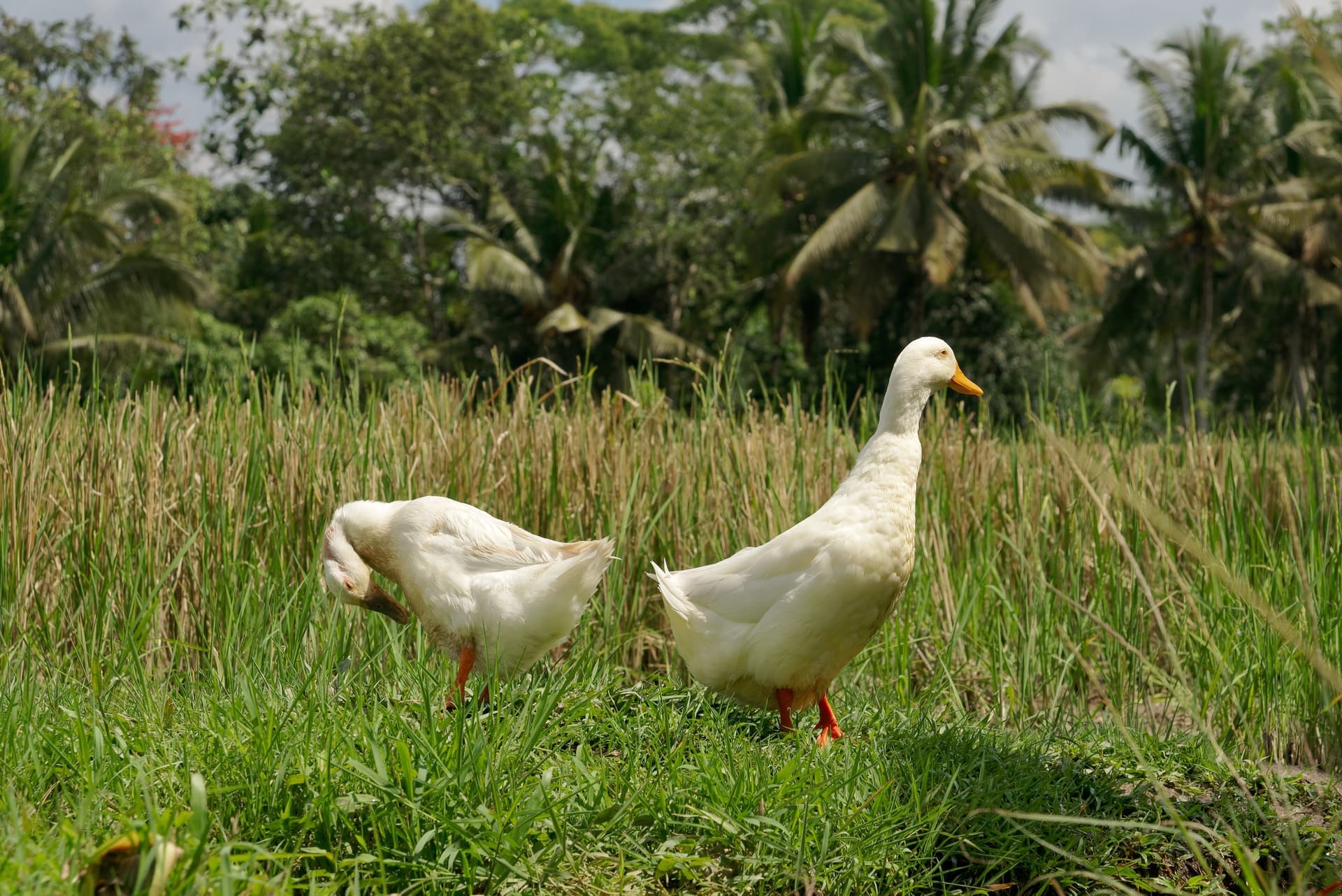 Ducks walking through flooded paddy fields near Ubud, Bali