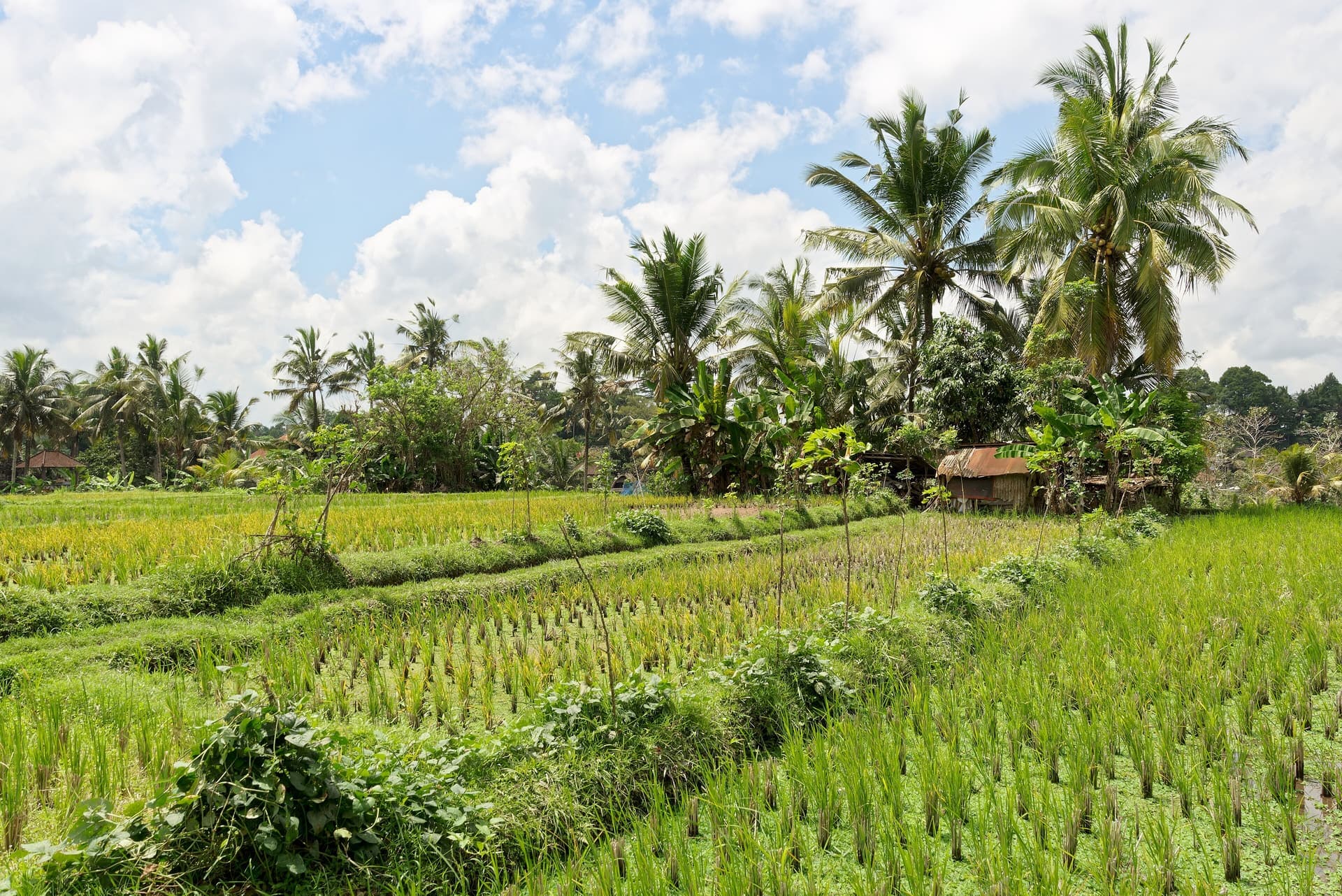Paddy fields and palms under open sky near Ubud, Bali