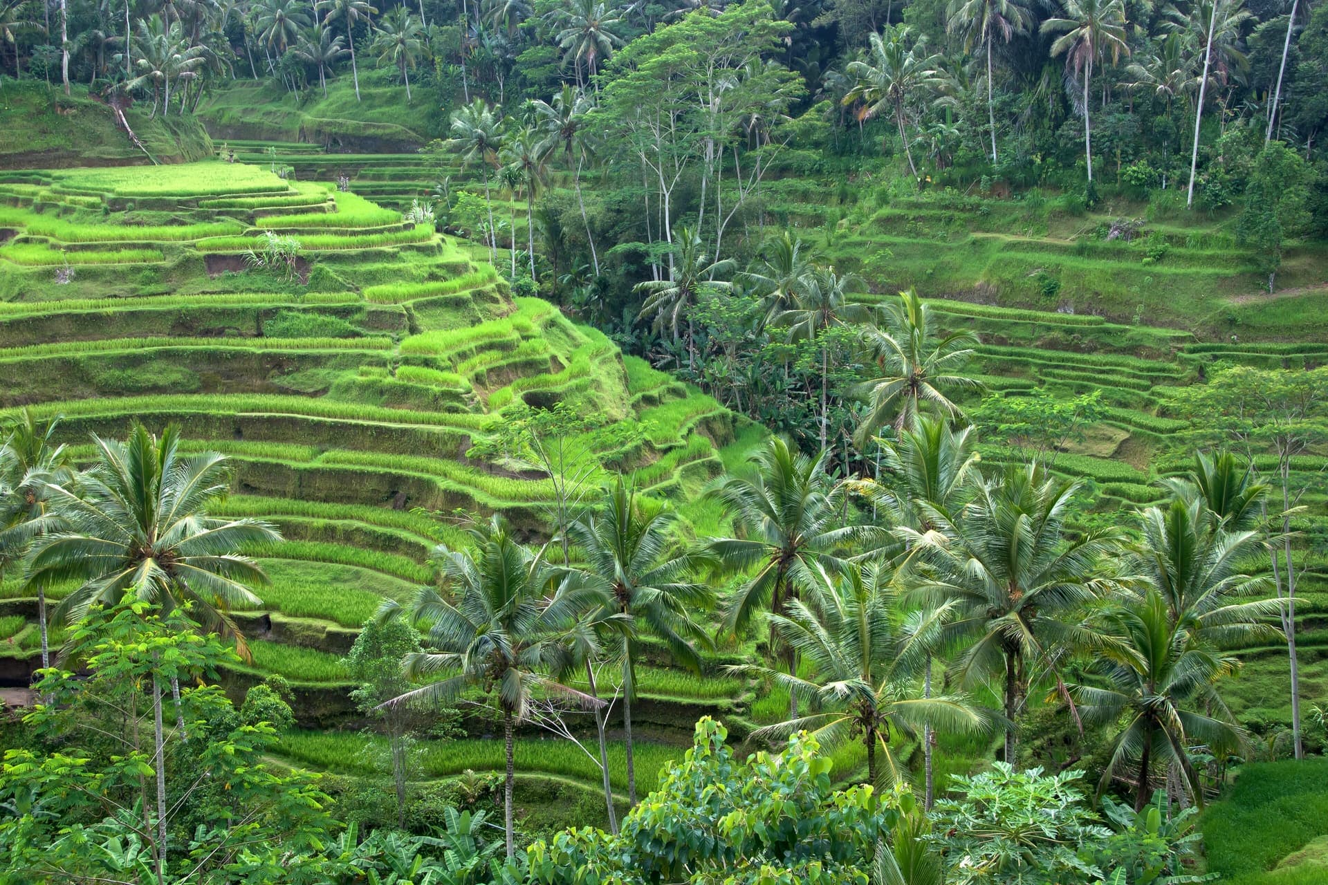 Rice terraces near Ubud, Bali, in soft light
