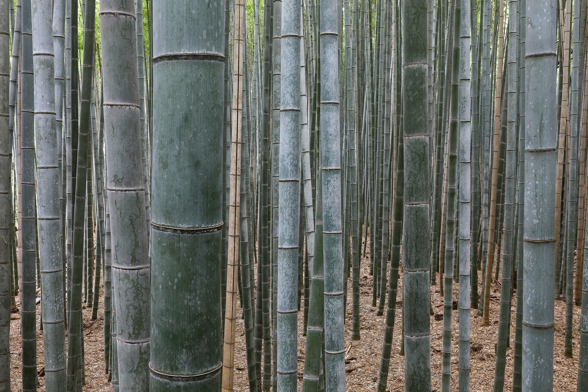 Tall bamboo stalks lining a path in the Arashiyama bamboo grove, Kyoto